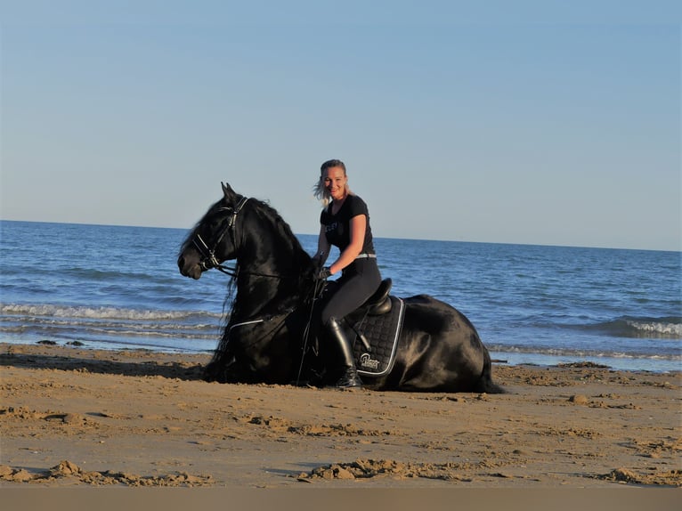 Fries paard Ruin 10 Jaar 170 cm Zwart in Stroheim