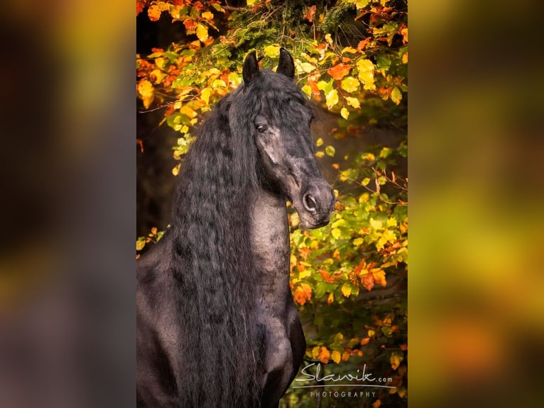 Fries paard Ruin 10 Jaar 170 cm Zwart in Stroheim