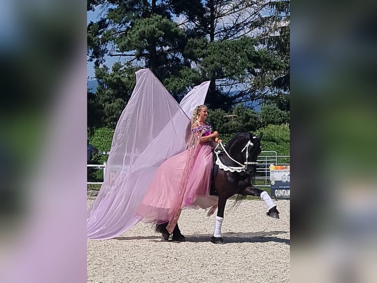 Fries paard Ruin 10 Jaar 170 cm Zwart in Stroheim