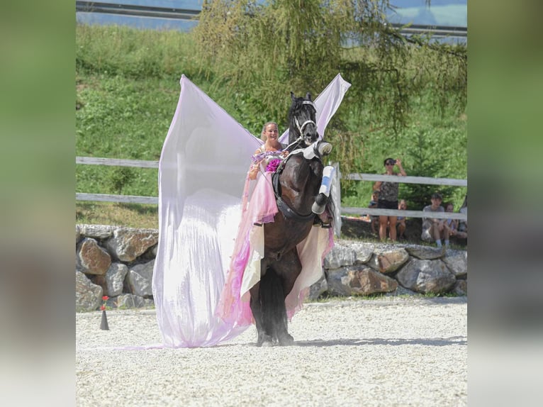 Fries paard Ruin 10 Jaar 170 cm Zwart in Stroheim