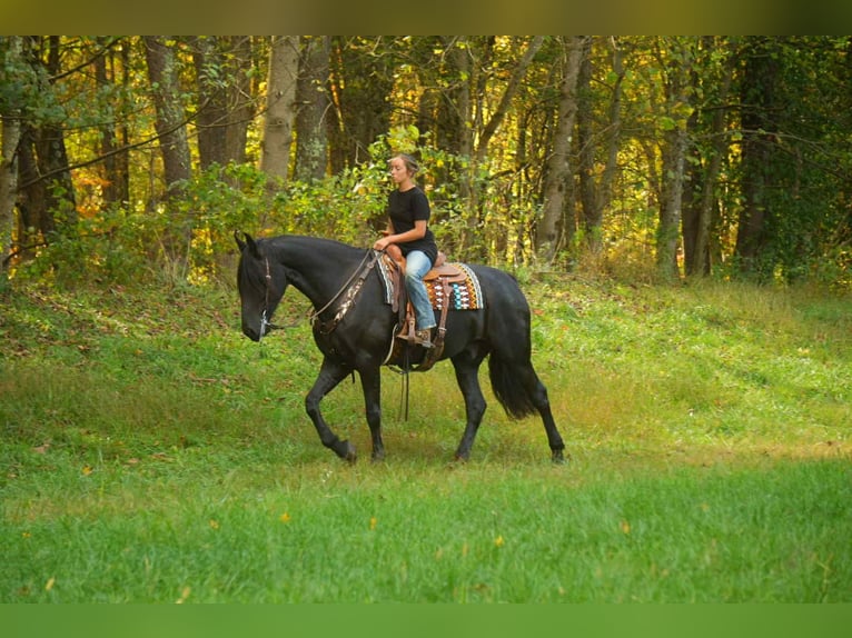 Fries paard Mix Ruin 10 Jaar 170 cm Zwart in Fresno