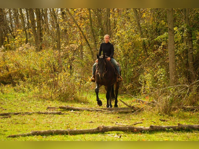 Fries paard Mix Ruin 10 Jaar 170 cm Zwart in Fresno