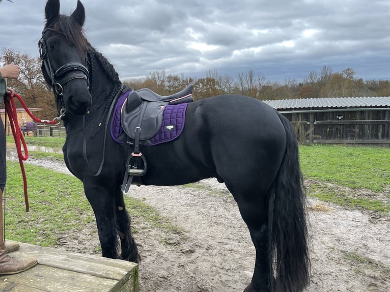 Fries paard Ruin 10 Jaar 174 cm Zwart in Larra