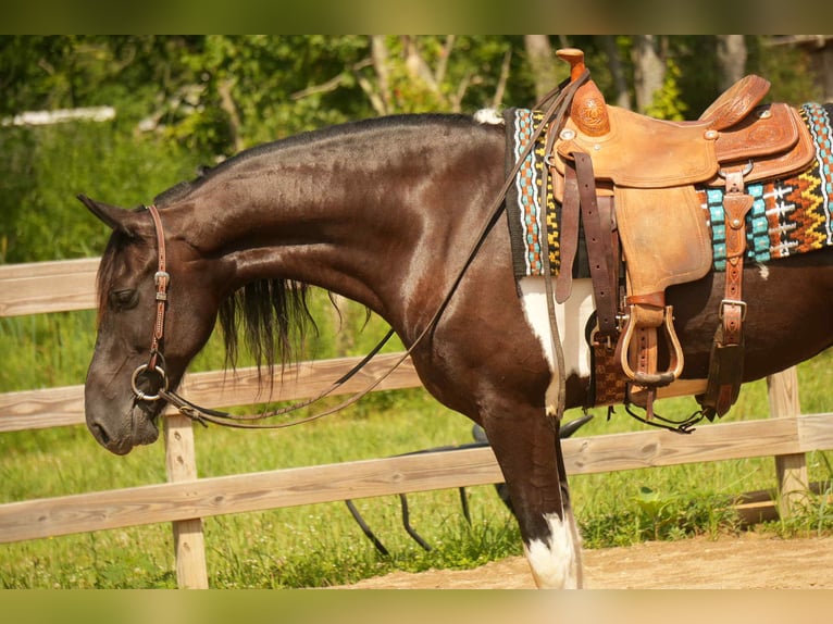 Fries paard Mix Ruin 11 Jaar 160 cm Gevlekt-paard in Fresno