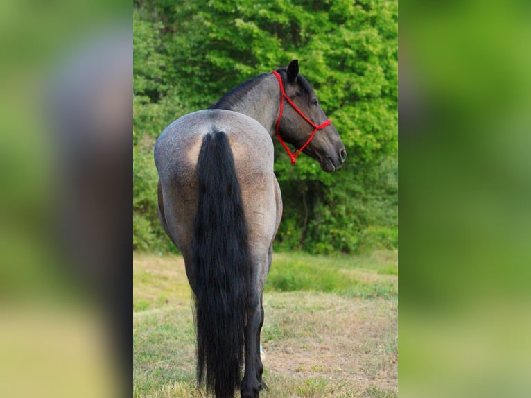 Fries paard Mix Ruin 11 Jaar 160 cm Roan-Blue in Armbrust, PA