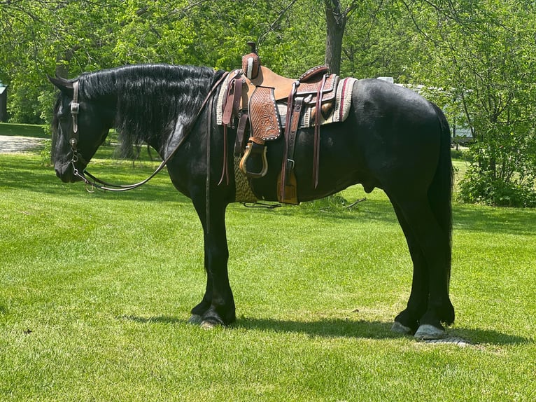 Fries paard Ruin 11 Jaar 160 cm Zwart in Zearing IA