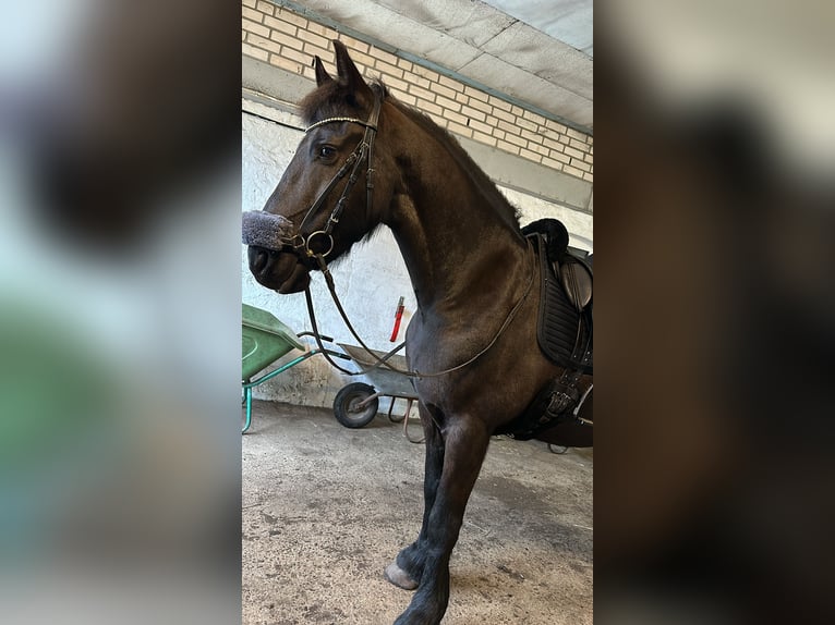 Fries paard Ruin 11 Jaar 160 cm Zwart in Flensburg