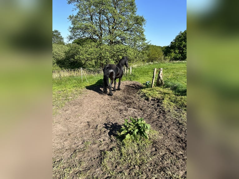 Fries paard Ruin 11 Jaar 160 cm Zwart in Flensburg