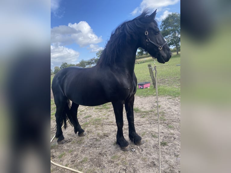 Fries paard Ruin 11 Jaar 160 cm Zwart in Flensburg