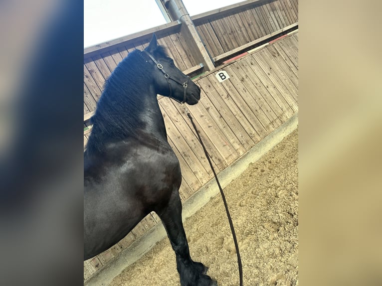 Fries paard Ruin 11 Jaar 160 cm Zwart in Flensburg