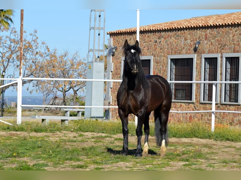 Fries paard Mix Ruin 11 Jaar 161 cm Zwart in Castuera