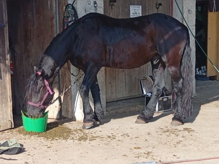 Fries paard Ruin 11 Jaar 162 cm Zwart in Isny im Allg&#xE4;u