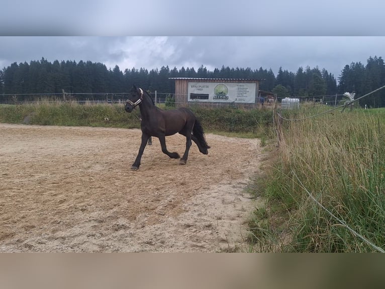 Fries paard Ruin 11 Jaar 162 cm Zwart in Isny im Allg&#xE4;u