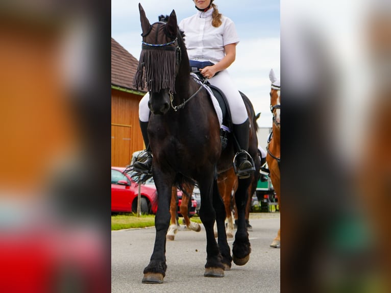 Fries paard Ruin 11 Jaar 162 cm Zwart in Isny im Allg&#xE4;u
