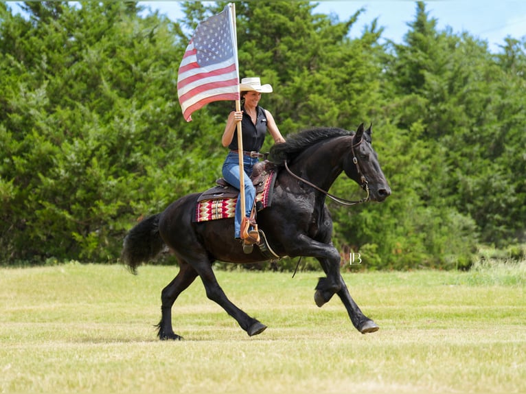 Fries paard Ruin 11 Jaar 163 cm Zwart in Terrell, TX