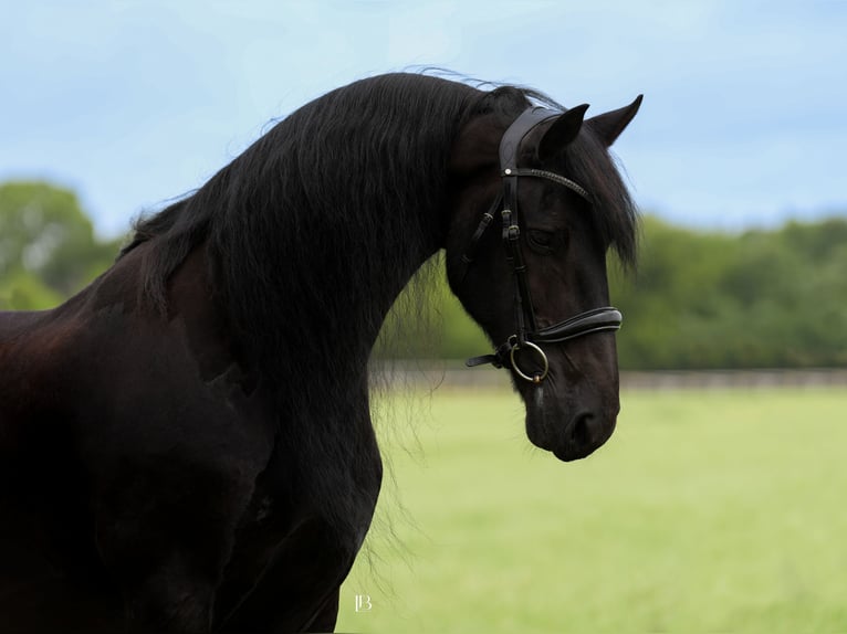 Fries paard Ruin 11 Jaar 163 cm Zwart in Terrell, TX