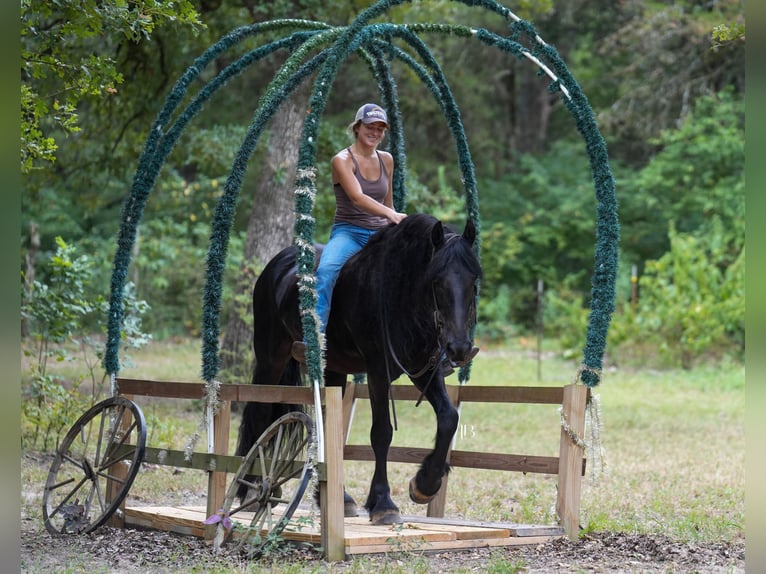 Fries paard Ruin 11 Jaar 163 cm Zwart in Terrell, TX