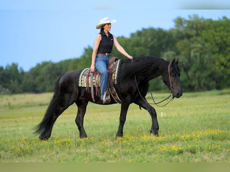 Fries paard Ruin 11 Jaar 163 cm Zwart in Terrell, TX