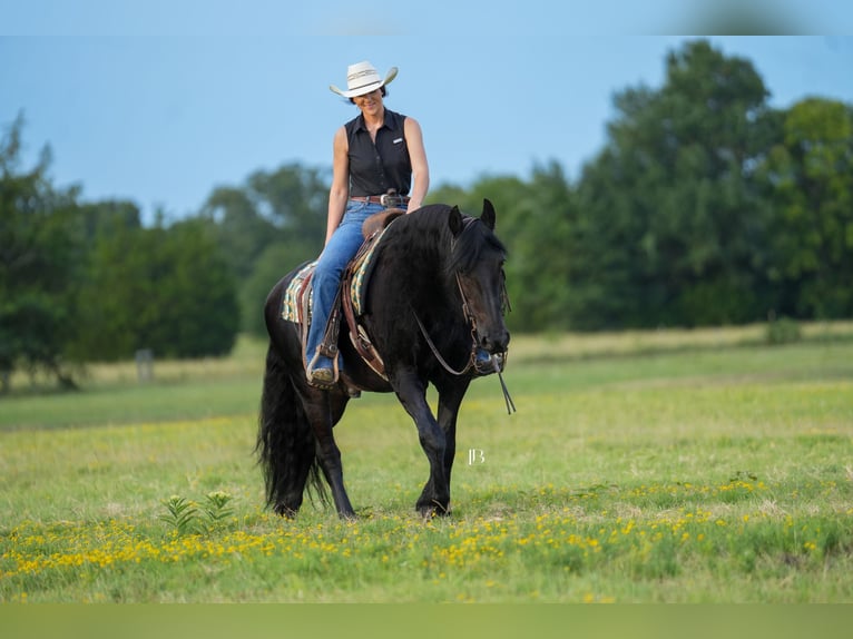 Fries paard Ruin 11 Jaar 163 cm Zwart in Terrell, TX