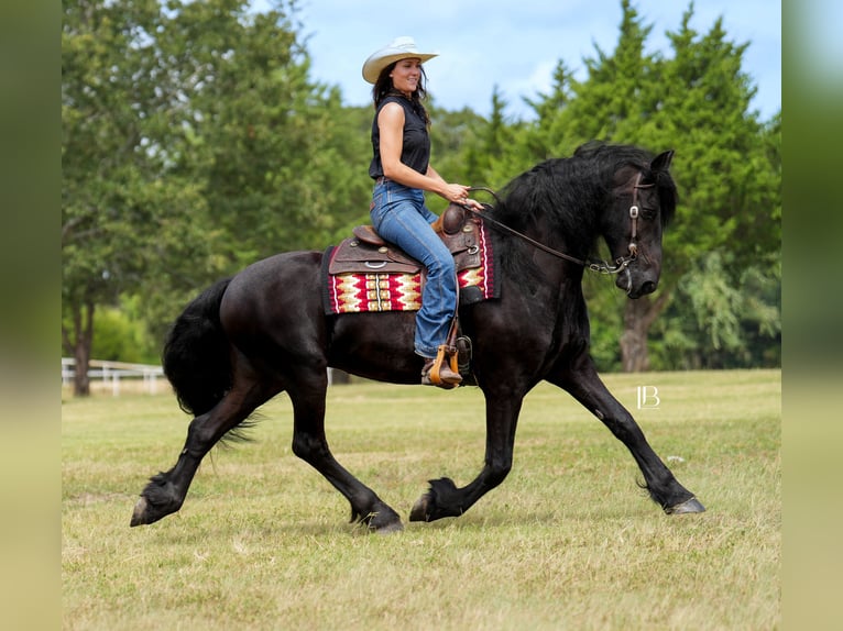 Fries paard Ruin 11 Jaar 163 cm Zwart in Terrell, TX
