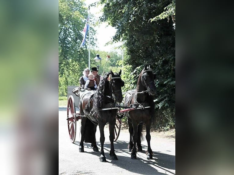 Fries paard Ruin 11 Jaar 163 cm Zwart in Terrell, TX