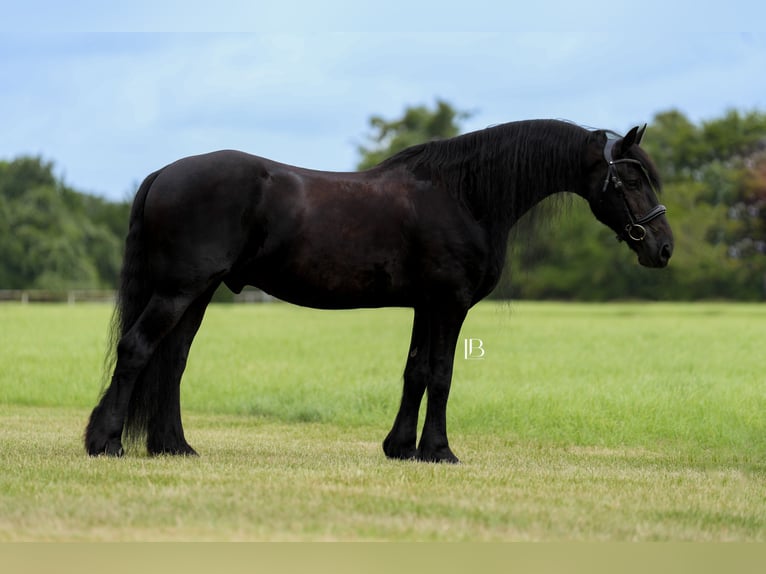 Fries paard Ruin 11 Jaar 163 cm Zwart in Terrell, TX