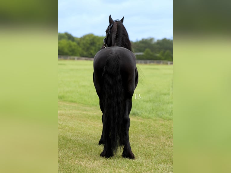 Fries paard Ruin 11 Jaar 163 cm Zwart in Terrell, TX