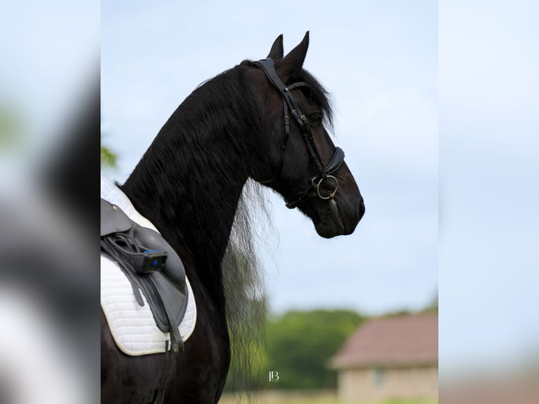 Fries paard Ruin 11 Jaar 163 cm Zwart in Terrell, TX
