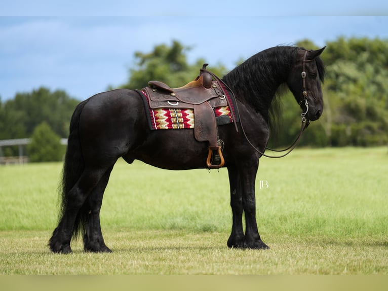 Fries paard Ruin 11 Jaar 163 cm Zwart in Terrell, TX