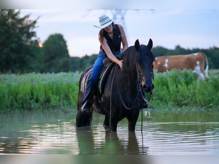 Fries paard Ruin 11 Jaar 163 cm Zwart in Terrell, TX