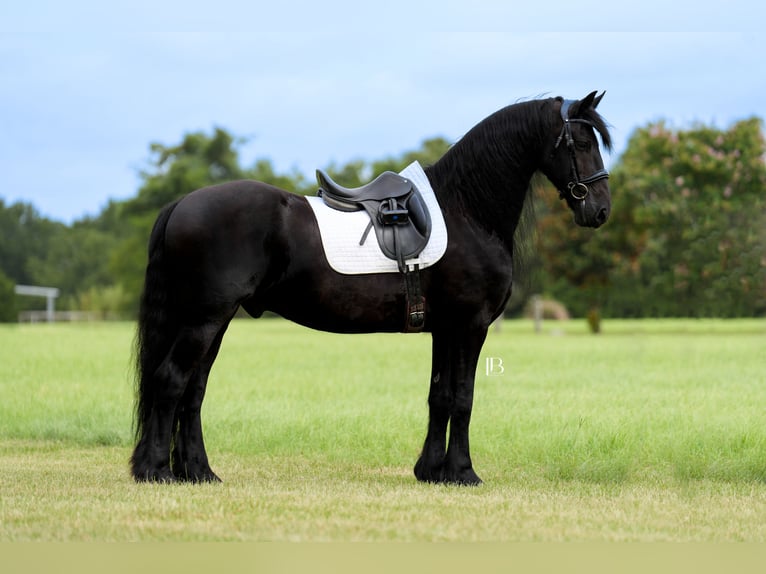 Fries paard Ruin 11 Jaar 163 cm Zwart in Terrell, TX