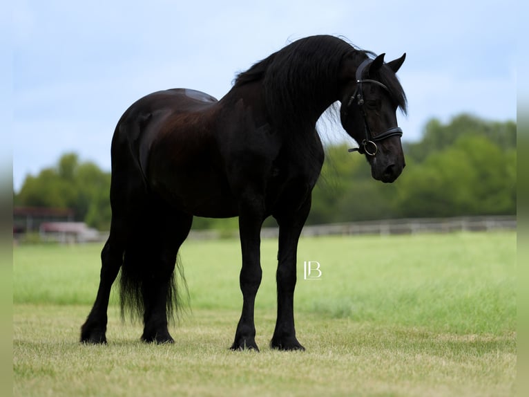 Fries paard Ruin 11 Jaar 163 cm Zwart in Terrell, TX
