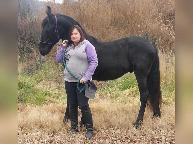 Fries paard Ruin 11 Jaar 163 cm Zwart in Nashville