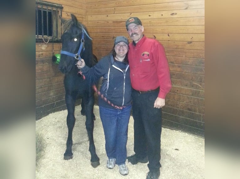 Fries paard Ruin 11 Jaar 163 cm Zwart in Nashville