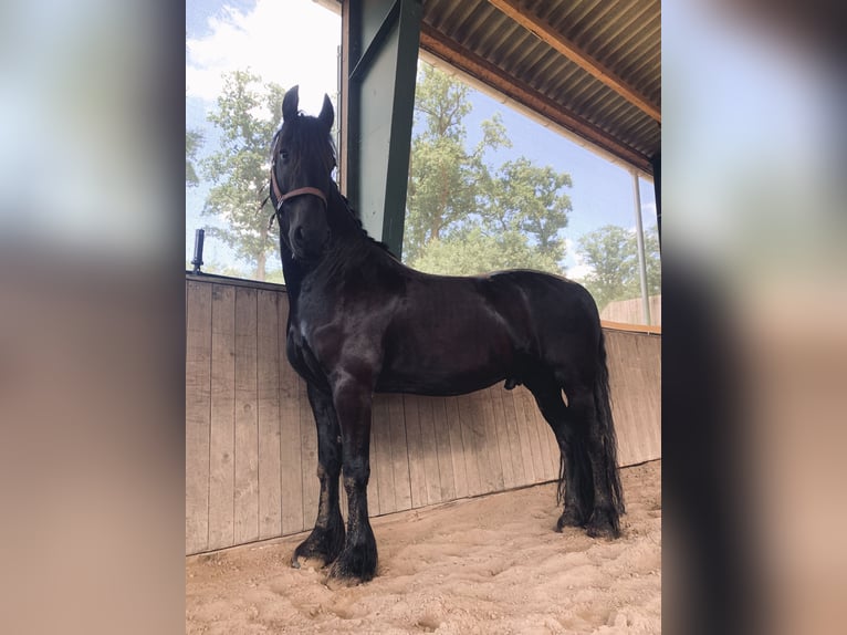 Fries paard Ruin 11 Jaar 164 cm Zwart in Bergen