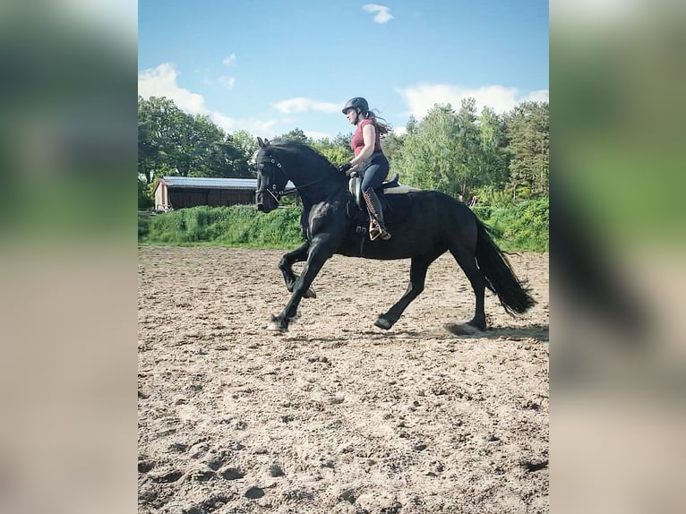Fries paard Ruin 11 Jaar 164 cm Zwart in Bergen