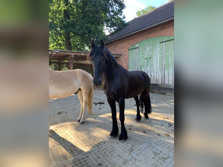 Fries paard Ruin 11 Jaar 164 cm Zwart in Bergen