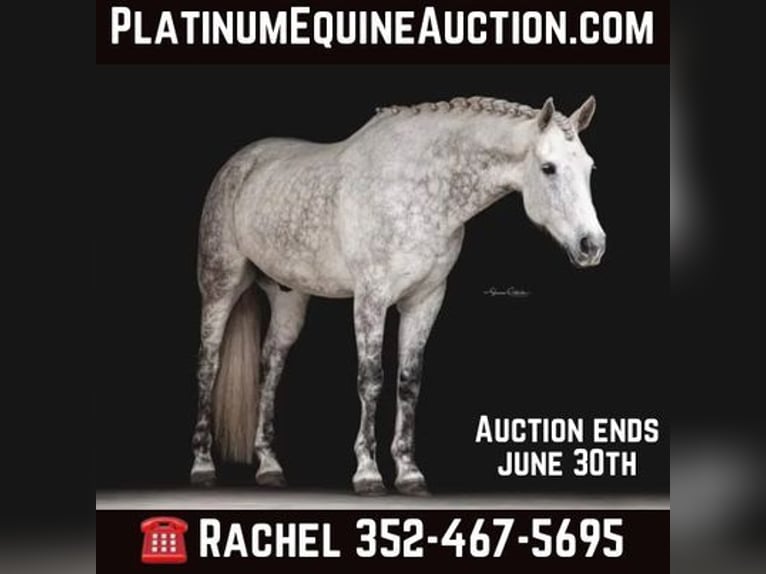 Fries paard Ruin 11 Jaar 165 cm Schimmel in OCALA, FL