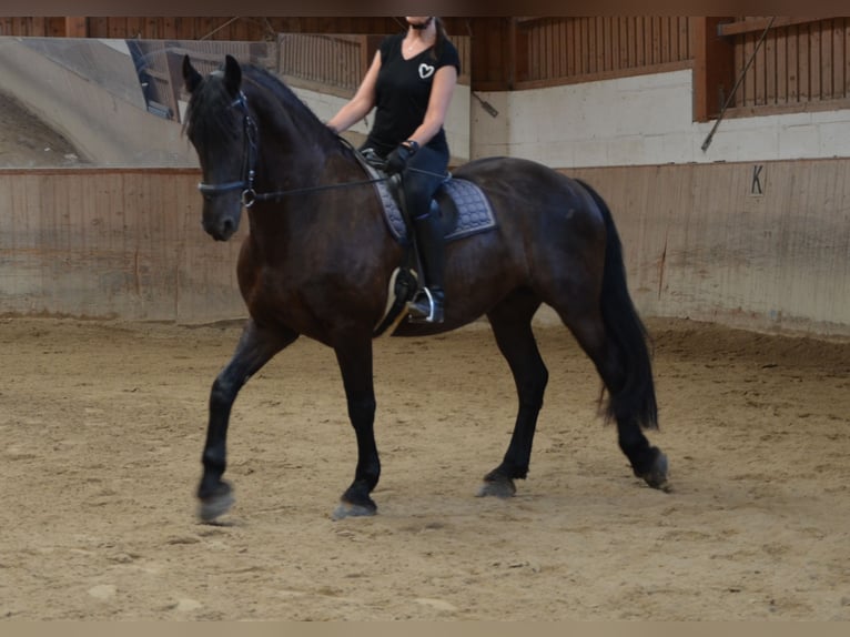 Fries paard Ruin 11 Jaar 165 cm Zwart in Mils