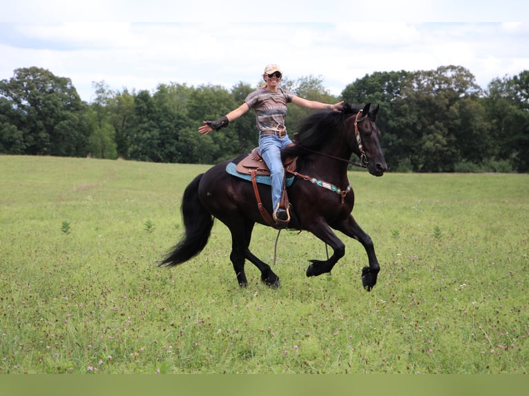 Fries paard Ruin 11 Jaar 165 cm Zwart in Highland MI