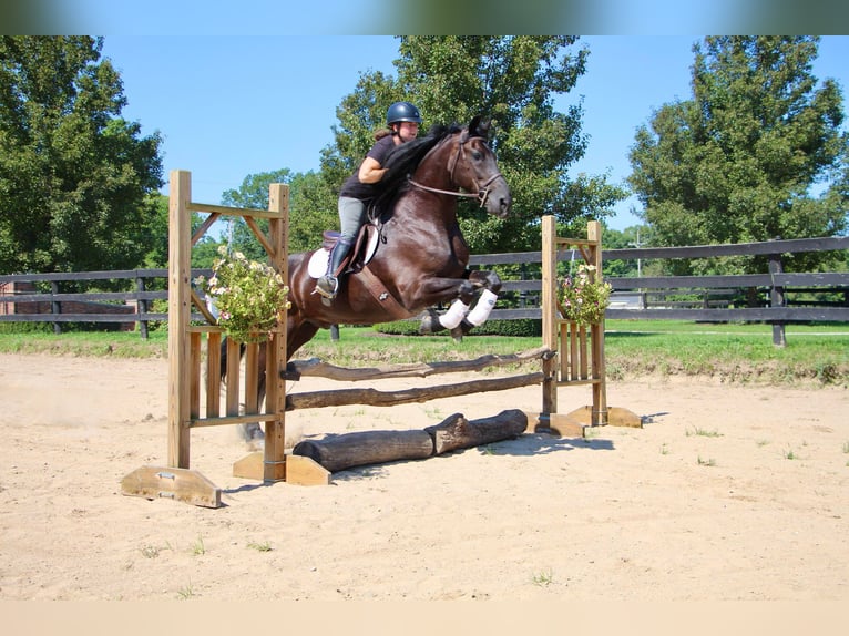 Fries paard Ruin 11 Jaar 165 cm Zwart in Highland MI