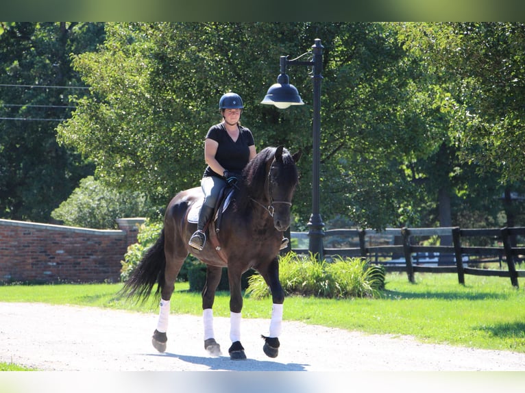 Fries paard Ruin 11 Jaar 165 cm Zwart in Highland MI