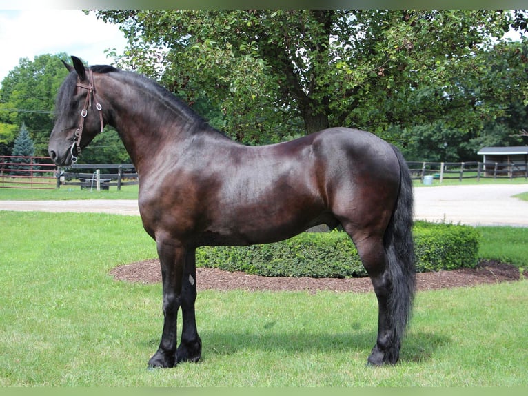 Fries paard Ruin 11 Jaar 165 cm Zwart in Highland MI