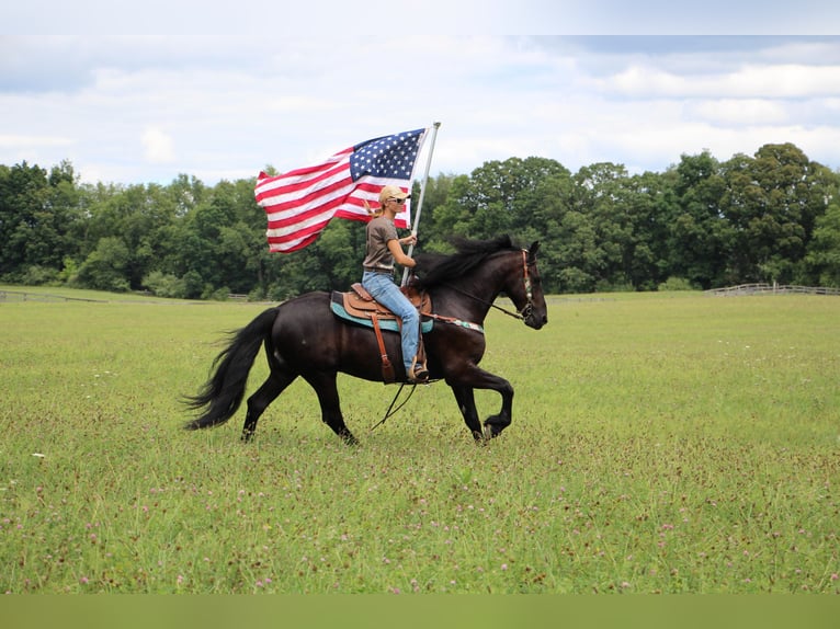 Fries paard Ruin 11 Jaar 165 cm Zwart in Highland MI