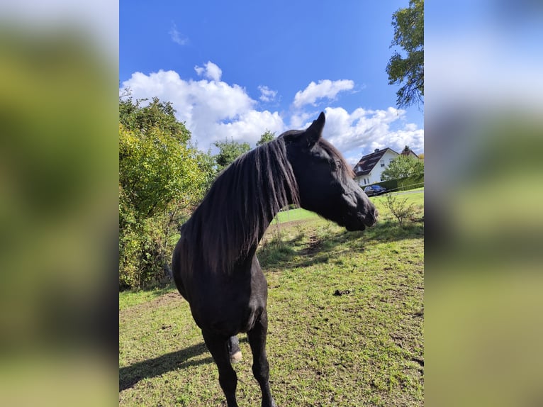 Fries paard Mix Ruin 11 Jaar 167 cm Zwart in HohenrodaHohenroda