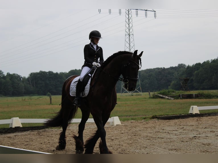 Fries paard Ruin 11 Jaar 168 cm Zwart in CottbusCottbus