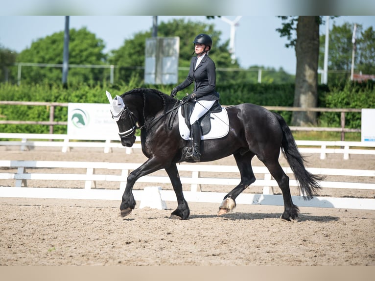 Fries paard Ruin 11 Jaar 169 cm Zwart in Landgraaf