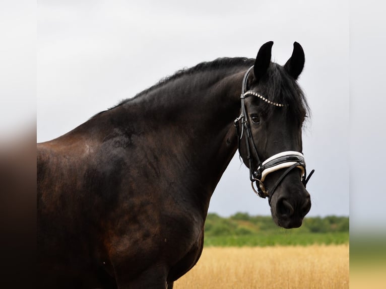 Fries paard Ruin 11 Jaar 169 cm Zwart in Landgraaf