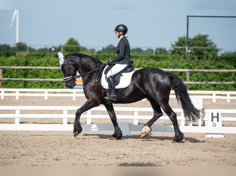 Fries paard Ruin 11 Jaar 169 cm Zwart in Landgraaf