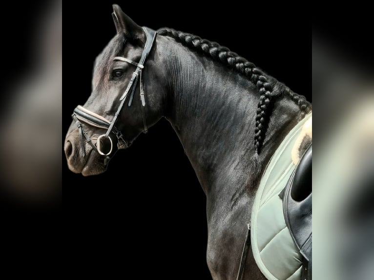 Fries paard Ruin 11 Jaar 169 cm Zwart in Landgraaf